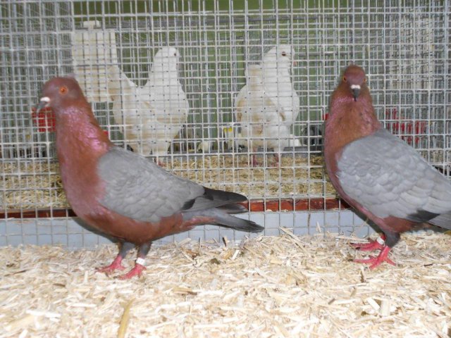 Stammschau 2015 (50)